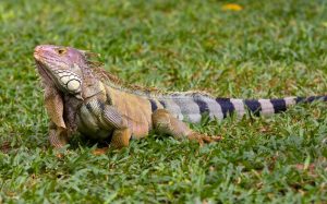 La iguana, un tesoro nacional en peligro de extinción