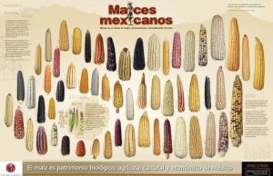 La riqueza de México es el maíz