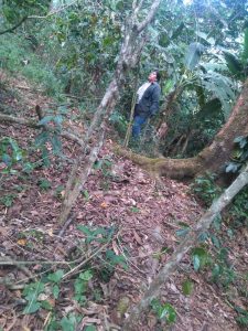 Rufina Paxacuazingo productora de café