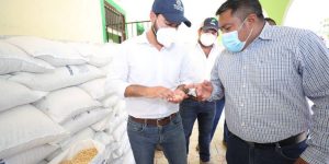 Distribuyen maíz del programa Seguridad Alimentaria para 224,000 familias que más lo necesitan en 75 municipios de Yucatán