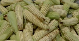 Siembra maíz de manera sustentable