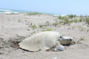 Arriban tortugas lora para desovar en costas de Veracruz