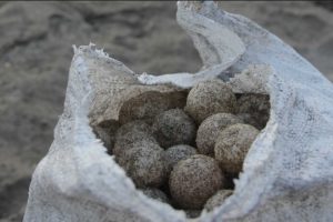 Resguardan casi mil huevos de tortuga Lora en Veracruz