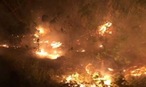 Se registra el primer incendio forestal de la temporada en Mahahual por cazadores furtivos