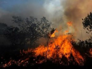 Cazadores furtivos, principal causa de incendios forestales en Campeche: Conafor