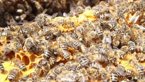 Una apicultura sana previene la varroasis