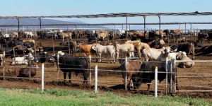 Repunta exportación de ganado en pie a Estados Unidos