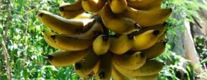 Moko de plátano una enfermedad muy antigua