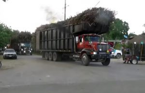 Productores de caña de azúcar de Quintana Roo, terminan cosecha con 42 mil toneladas