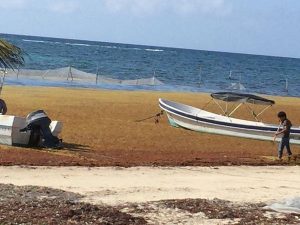 Detenida, instalación de barrera sargacera en Mahahual