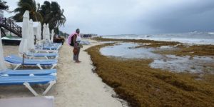 Playa del Carmen, una de las zonas más afectadas por el avance del sargazo