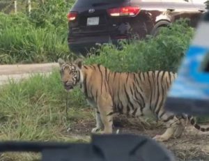 Un tigre suelto en la carretera Cancún a Leona Vicario en Puerto Morelos, Quintana Roo