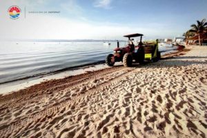 Van más de 7 mil 400 toneladas de sargazo recolectadas en playas de Cancún en lo que va de la temporada