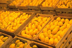 El mango, producto estrella en México
