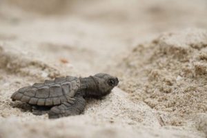 Llegan por primera vez a costas yucatecas tortugas de la especie Lora