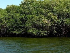 Inversión histórica del gobierno federal para mantener manglares en Campeche