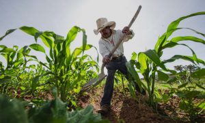 Cinco estados en México, con cinco estrellas en producción agrícola