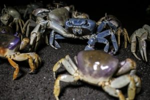 En Veracruz, el Cangrejo azul está en peligro por tráfico vehicular y sobreexplotación
