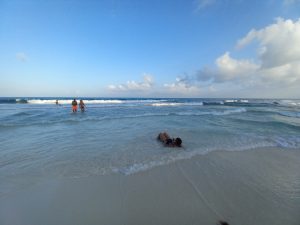 Da tregua el sargazo a las playas de Quintana Roo