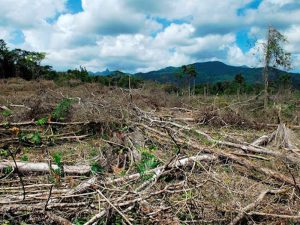 Firman convenio Menonitas en Campeche para frenar deforestación de selva maya
