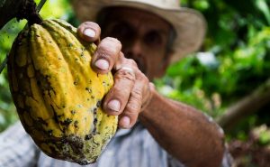 Cacao, cultivo con historia tangible en nuestro presente