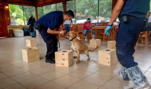 Colabora México con esfuerzo regional para erradicar al caracol gigante africano de Centroamérica