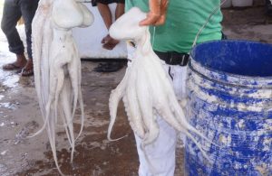 Capturan más de 5 mil toneladas de pulpo en Campeche, su valor supera los 344 mdp