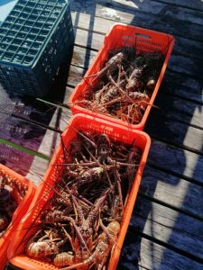 Van 30 toneladas de langosta capturadas en Tulum: Pescadores
