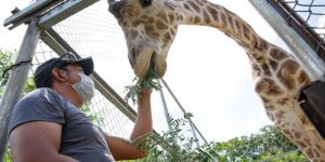 Guardanimales una vida profesando amor a los residentes de los zoológicos de Mérida
