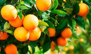 La vida es más dulce con una naranja