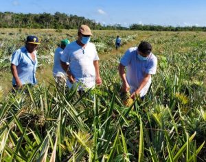 El cultivo de la piña en Quintana Roo mejora la economía de las familias de más de 700 productores