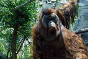 Muere ‘Toto’, el último orangután del Zoológico de Chapultepec