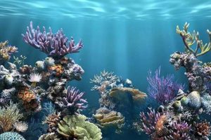 Arrecifes de Veracruz amenazados por la contaminación: UNAM