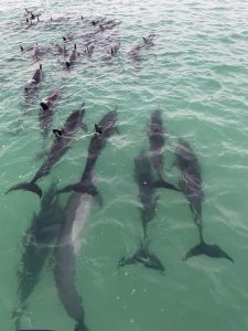 Pescadores de Holbox recatan varamiento masivo de delfines