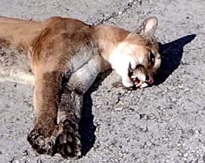 Vehículo desconocido atropella joven Puma en la carretera a Mahahual