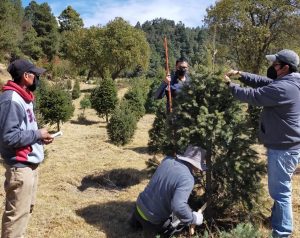 ¿Qué hay detrás de la producción de árboles de navidad?