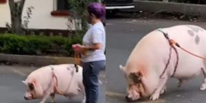 Joven pasea a un cerdo enorme en calles de CDMX y se hace viral