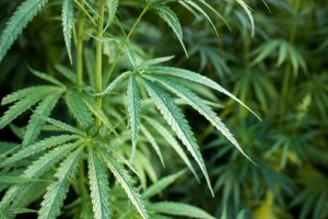 Cannabis podría prevenir el COVID-19, revela estudio
