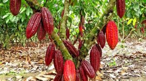 Tihuatlán producirá cultivo alternativo de cacao para Nestlé