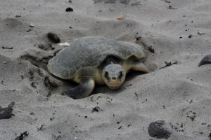 Vientos del norte benefician el tránsito de tortugas migratorias en Veracruz: Fundación Yépez