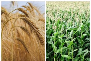 Invasión de Rusia a Ucrania dispara precios del trigo y el maíz; México es cliente de ambos países