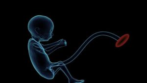 Investigadores chinos crean útero artificial capaz de gestar embriones humanos