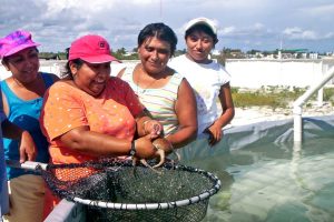 Pobladores de Sisal, Yucatan trabajan en granjas de pulpos junto con la UNAM