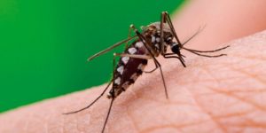 Yucatán registra su primer caso de dengue del 2022