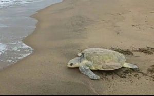 Inicia temporada de desove de tortuga marina en playas veracruzanas