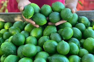 Esto cuesta el limón en los mercados de Veracruz