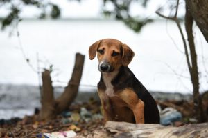 Aumentan los perros abandonados en las calles de Xico, Teocelo y Coatepec