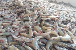 Inicia en México la veda del camarón en el Pacífico; Segob pide respetarla