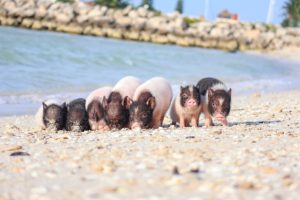 Iniciativa “Pig Beach” busca fomentar el cuidado del medio ambiente y las especies en Progreso, Yucatán