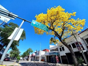 Florecen los guayacanes en la capital de Tabasco